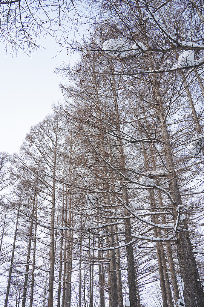 緩慢北海道