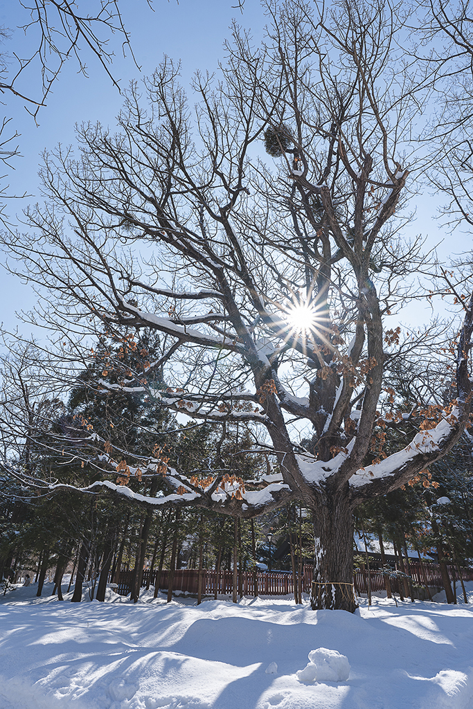 北海道神宮