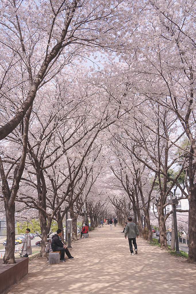 枝底洞櫻花隧道