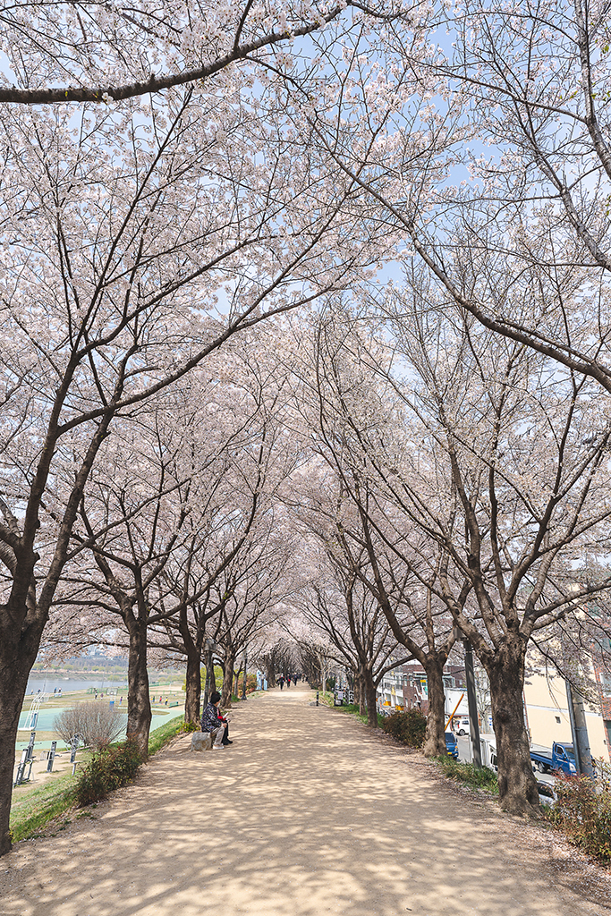 枝底洞櫻花隧道