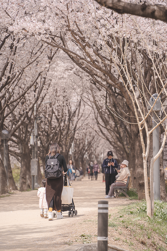 枝底洞櫻花隧道