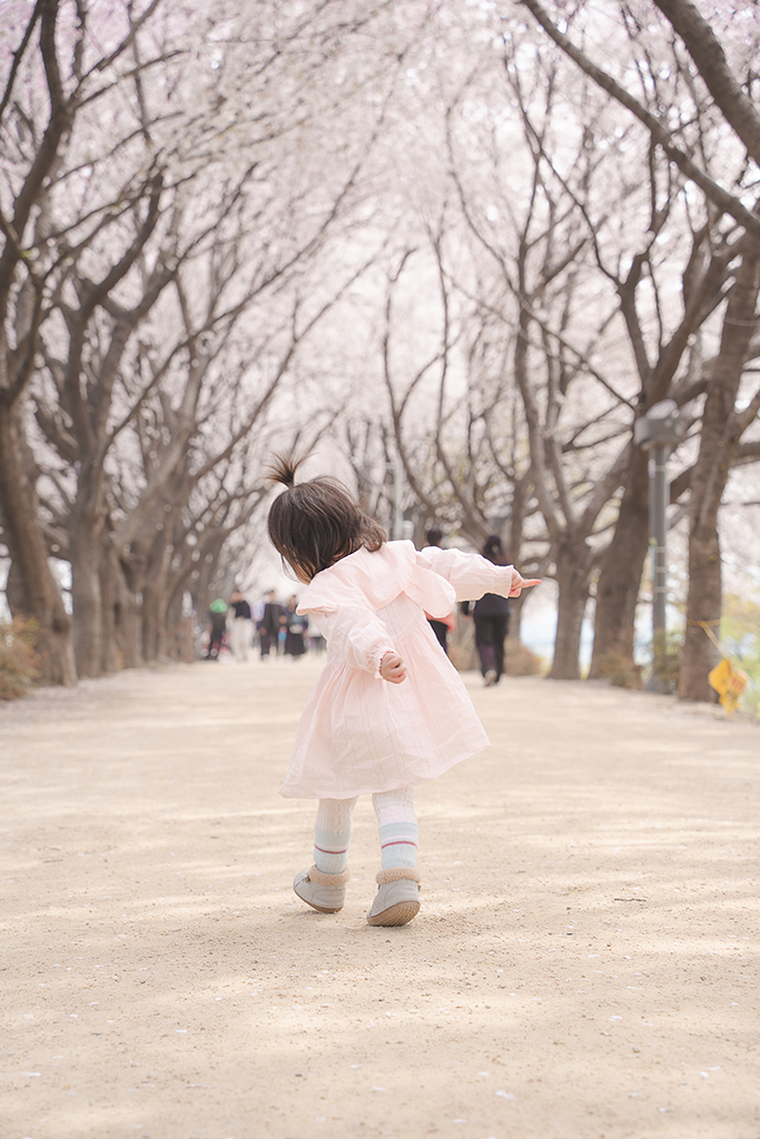 枝底洞櫻花隧道