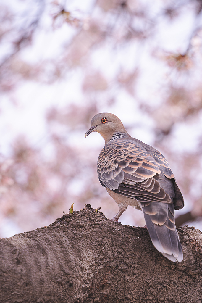 達城公園