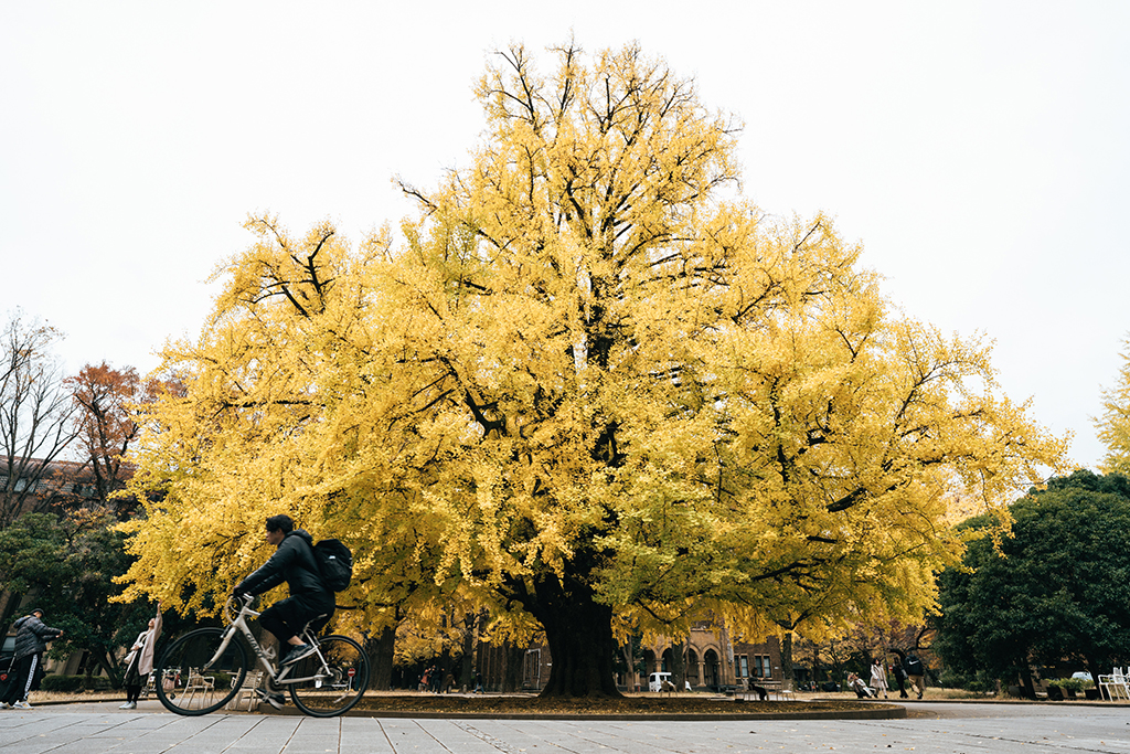 東京大學