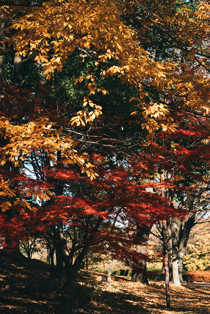 国営昭和記念公園