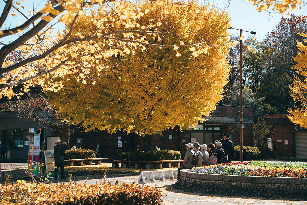 国営昭和記念公園