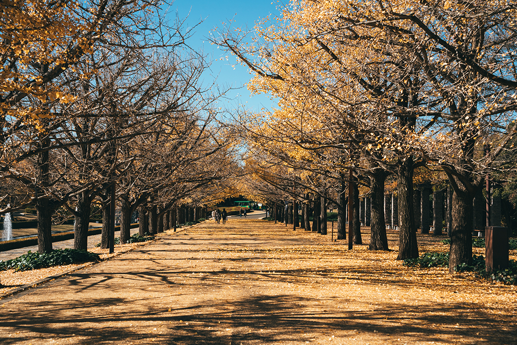 国営昭和記念公園