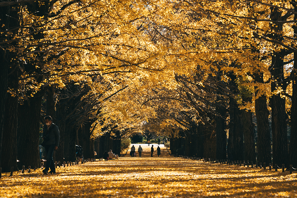 国営昭和記念公園