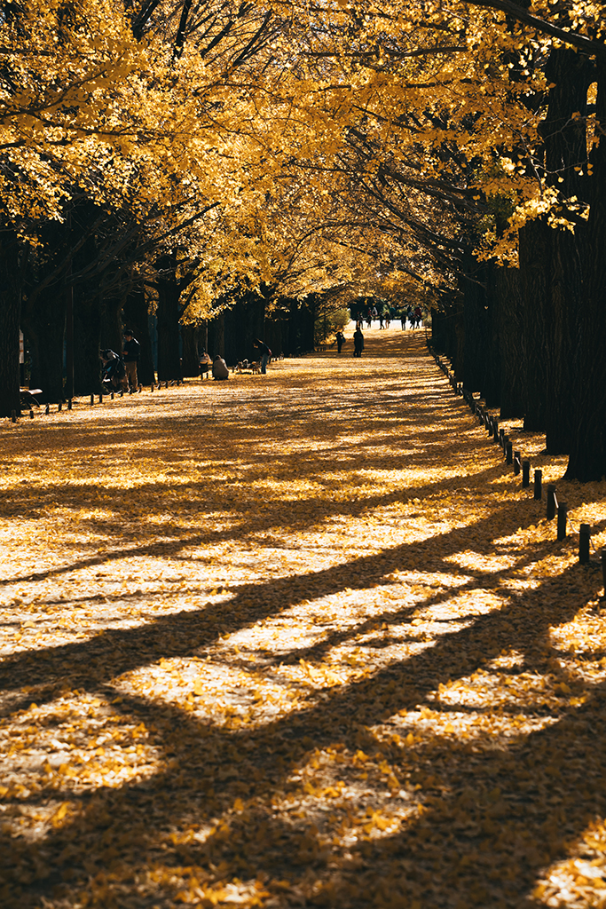 国営昭和記念公園